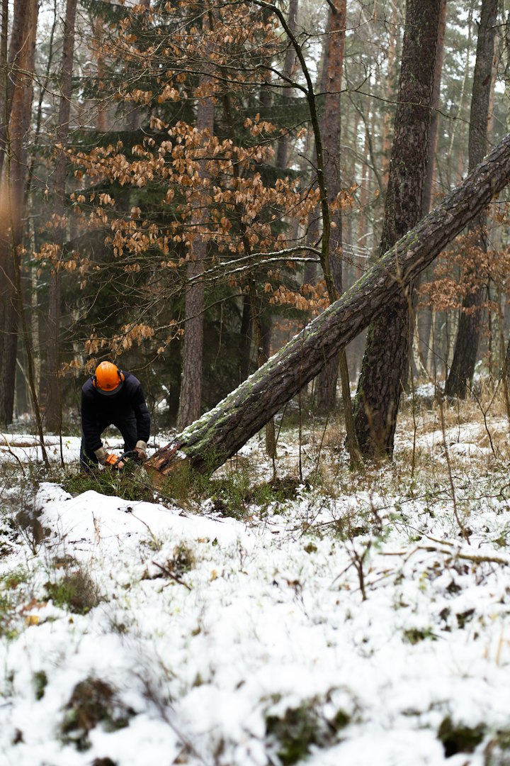 Trefelling